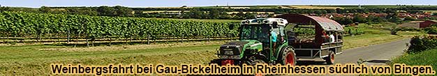 Weinbergsfahrt mit Weinprobe bei Gau-Bickelheim in Rheinhessen sdlich von Bingen am Rhein.