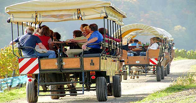 Weinbergsfahrt / Planwagenfahrt mit der Pferdekutsche bei Mayscho im Ahrtal