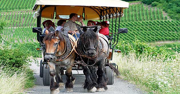 Weinbergsfahrt / Planwagenfahrt mit der Pferdekutsche bei Mayscho im Ahrtal