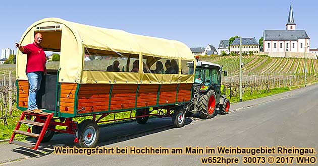 Weinbergsfahrt mit einem Planwagen bei Hochheim am Main im Weinbaugebiet Rheingau.