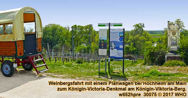 Weinbergfahrt Traktorfahrt Rheingau 2021 2022 Hochheim