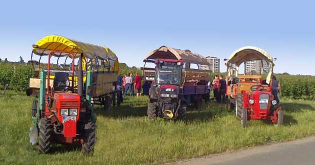 Weinbergfahrt mit Traktor und Planwagen bei Hochheim am Main im Rheingau.