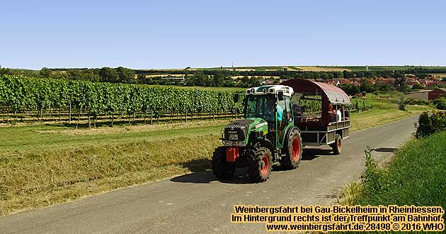 Weinbergsfahrt bei Gau-Bickelheim in Rheinhessen, südlich von Bingen. Zwischen Gensingen, Bad Kreuznach, Alzey und Mainz.