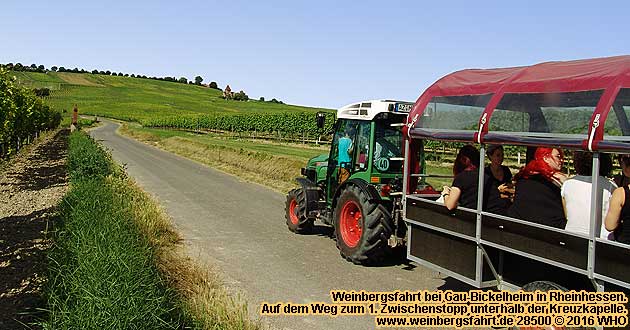 Weinbergsfahrt bei Gau-Bickelheim in Rheinhessen.
