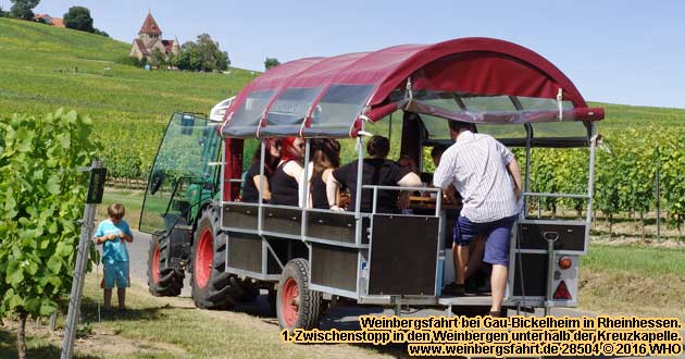 Weinbergsfahrt bei Gau-Bickelheim in Rheinhessen.