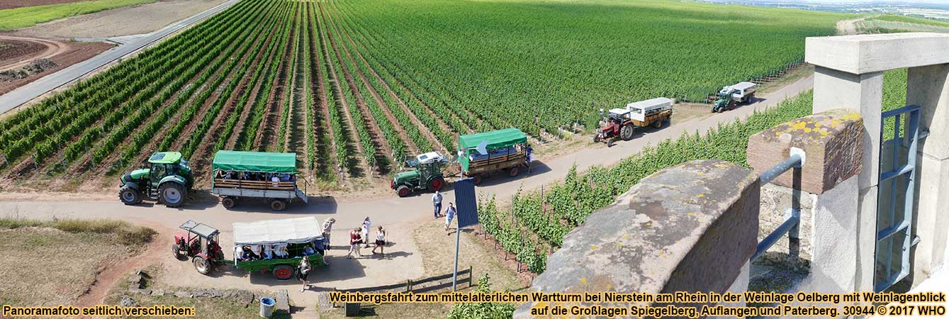 Weinbergsfahrt zum mittelalterlichen Wartturm bei Nierstein am Rhein in der Weinlage Oelberg mit Weinlagenblick auf die Großlagen Spiegelberg, Auflangen und Paterberg.