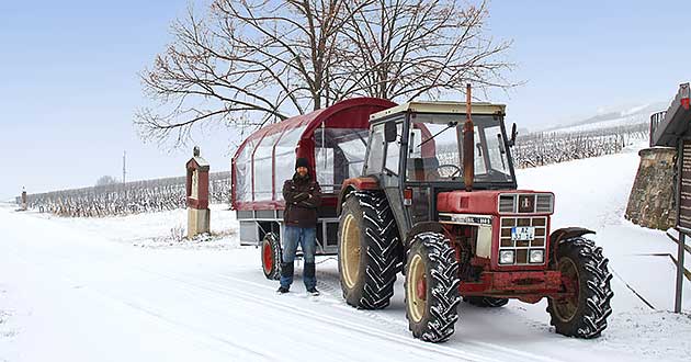 Glhweinfahrt im Winter bei Gau-Bickelheim in Rheinhessen, sdlich von Bingen. Zwischen Gensingen, Bad Kreuznach, Alzey und Mainz.